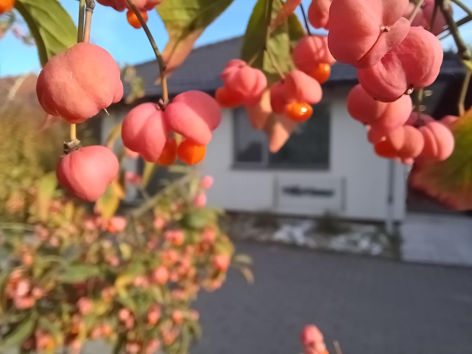 Villa Vamus Vendeg- Es Rendezvenyhaz Vámosszabadi Eksteriør bilde